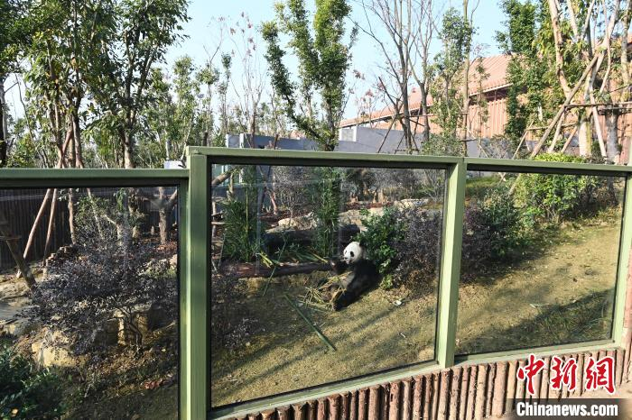在新家里享用美食的大熊猫。　安源 摄