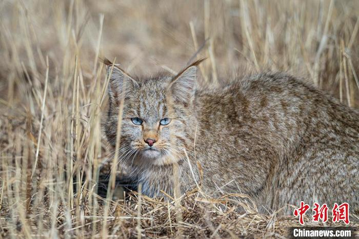 图为拍摄到的荒漠猫。　图登华旦 摄