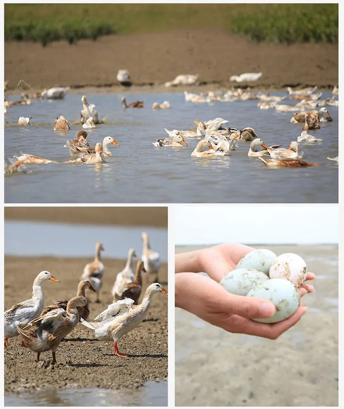 ▲自然拾取，从源头保证每颗蛋足够新鲜