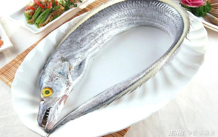 带鱼，图源：昵图网cuijiujiang