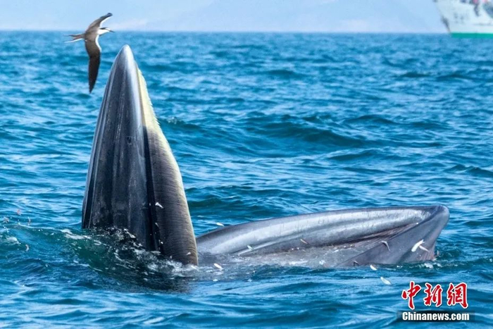 图片来源：ICphoto