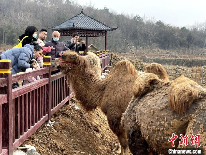 游客与动物亲密互动 王雨婷 摄