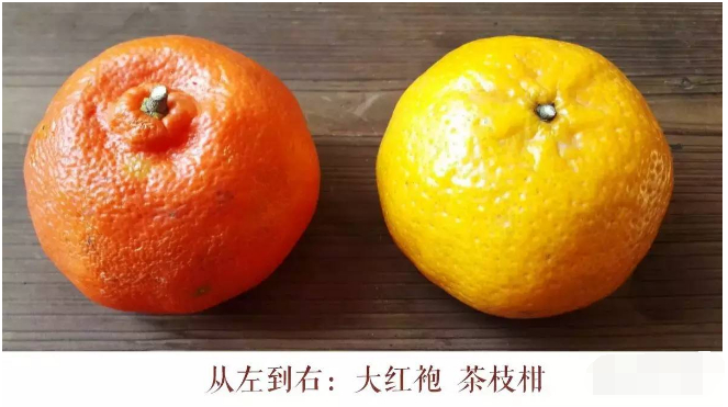 科普一下:除了新会陈皮,其他产地陈皮都“一文不值”吗?|柑橘|果实|成分|福橘|红橘_新浪新闻