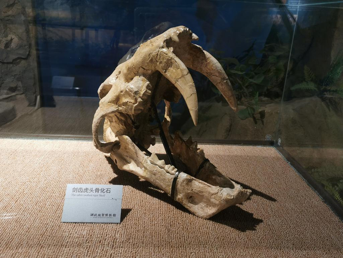 剑齿虎头骨化石