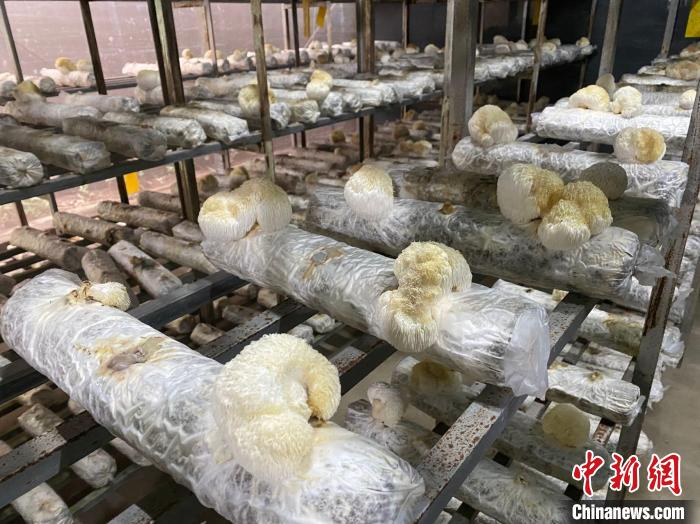 儒佐食用菌基地里培育生长的猴头菇。　符宇群 摄
