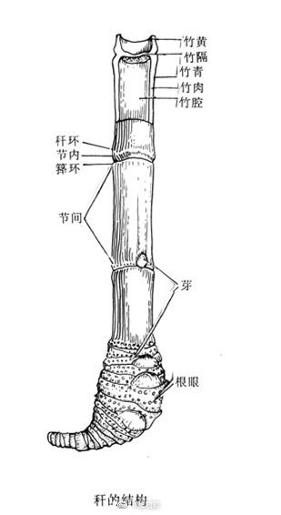 网友最关心的问题1:竹子的特点是什么?