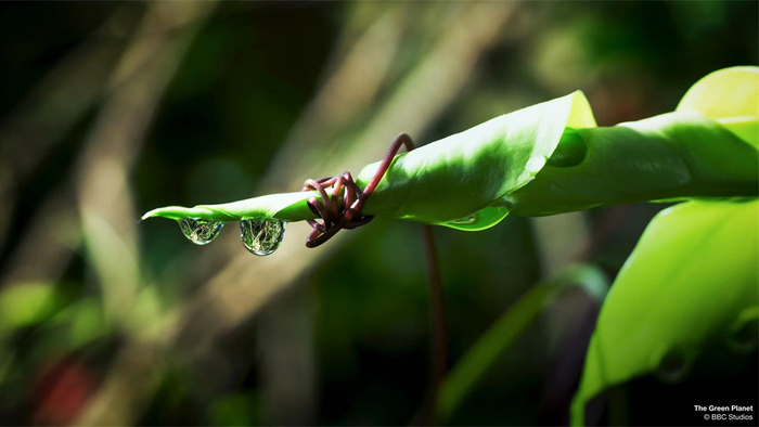 争夺光线的藤蔓