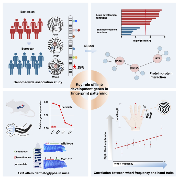 相关研究示意图   除标注外，本文图片均为复旦大学供图