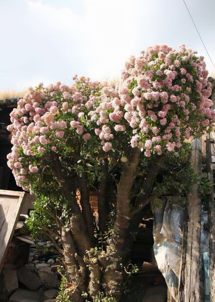 5个"硬知识",帮你把玉树养开花,看看什么叫"玉树临风"