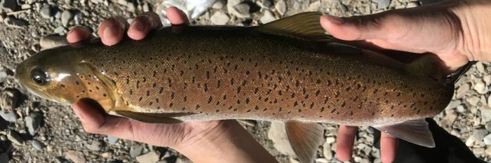 图为川陕哲罗鲑。图源：中国水产科学研究院