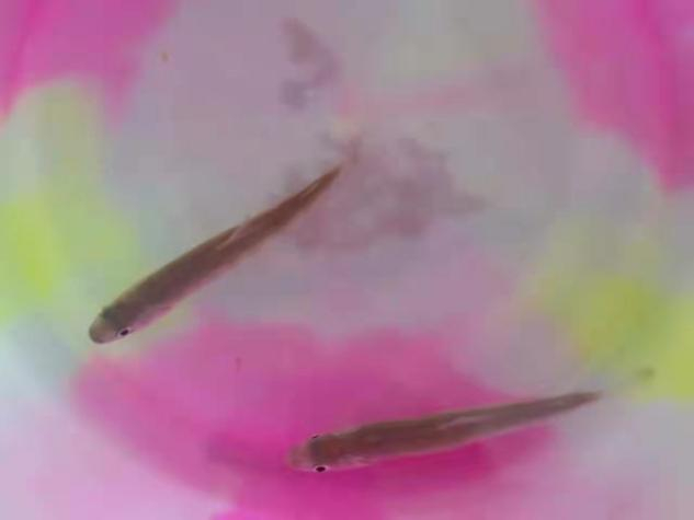 图为川陕哲罗鲑幼鱼。环保志愿者邵文杰 供图