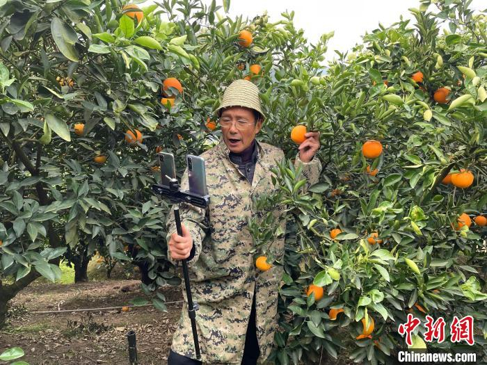 67岁的周功寿在直播间卖出1000多箱脐橙。　郭晓莹 摄