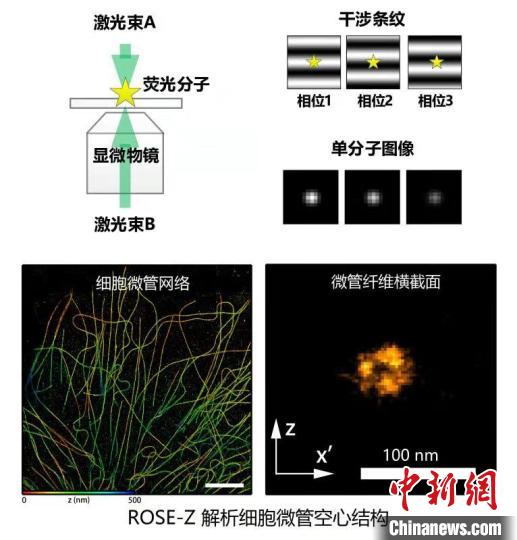 进展九：干涉单分子定位显微镜解析细胞微管空心结构。　中国科协生命科学学会联合体  供图
