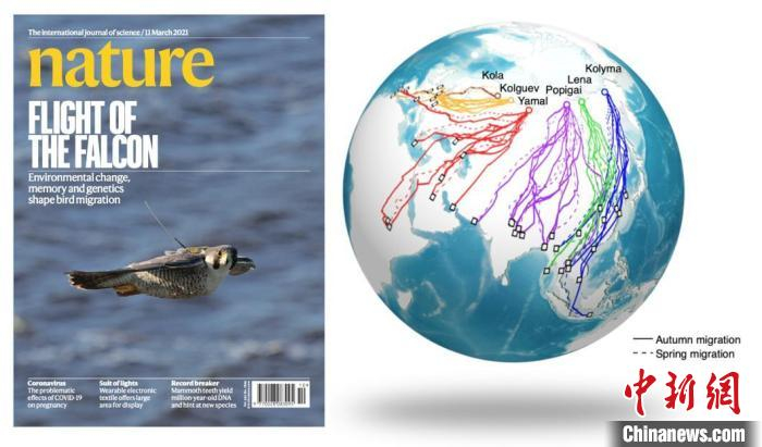 进展八：《自然》杂志封面及北极游隼迁徙路线。　中国科协生命科学学会联合体  供图