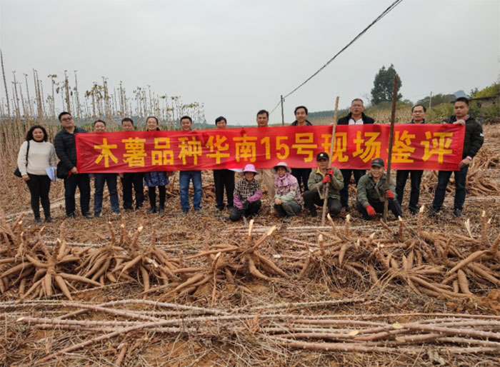 新品种华南15号木薯现场鉴评 中国热科院供图