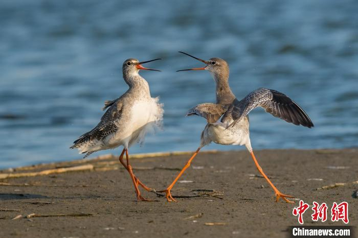 图为盐城黄海湿地国际摄影大赛获奖作品。　葛乃航 摄