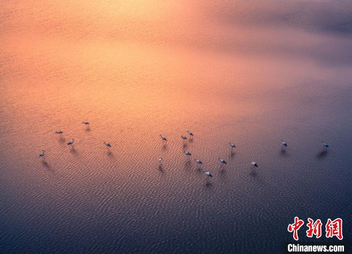 图为盐城黄海湿地国际摄影大赛获奖作品。　束建 摄