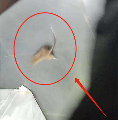 ▲&nbsp;老鼠在后厨乱窜