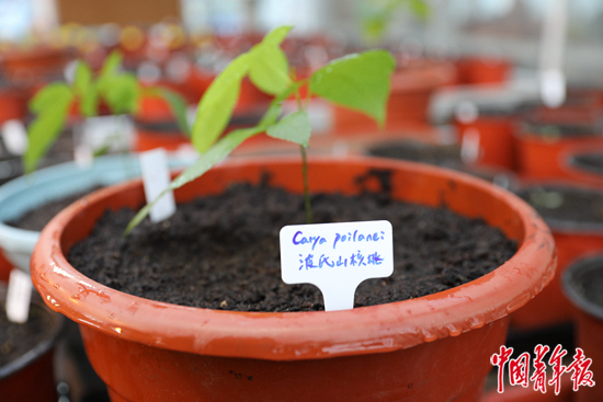     章为平种下的波氏山核桃长出了叶片。中青报·中青网记者 左橙/摄