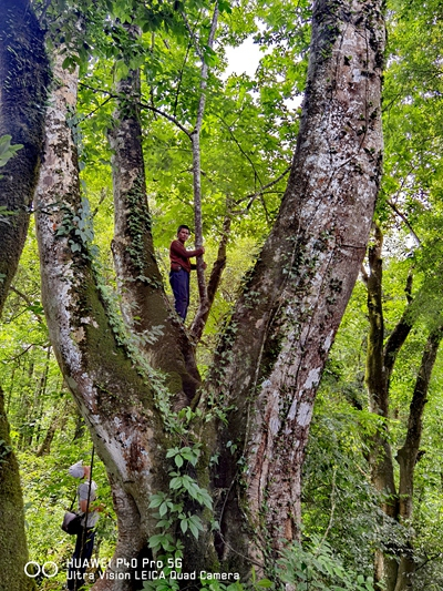     一株巨大的波氏山核桃树，可能是中国体型最大的新记录物种。受访者供图