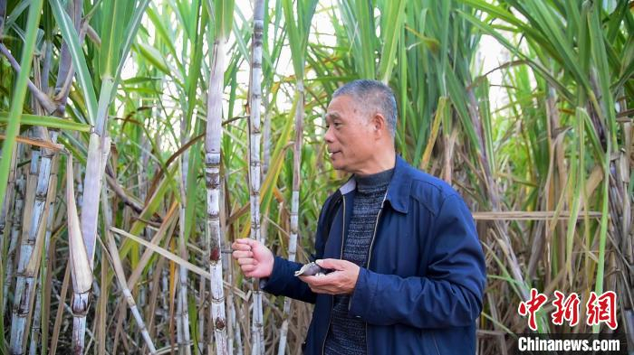 卢文祥在田中观察甘蔗长势。　王以照 摄