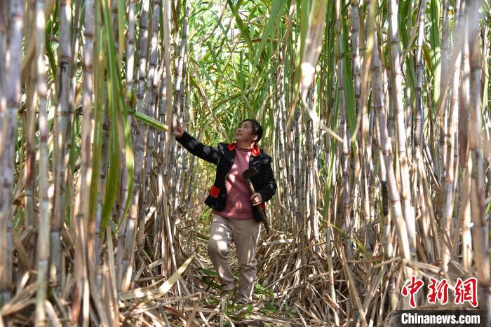 韦水秀在田中查看甘蔗长势。　王以照 摄