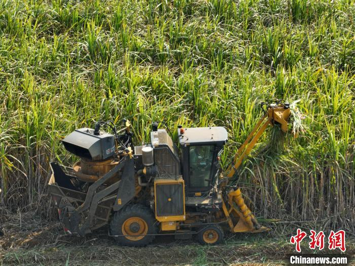 甘蔗收割机在韦水秀的田中收割甘蔗。　王以照 摄