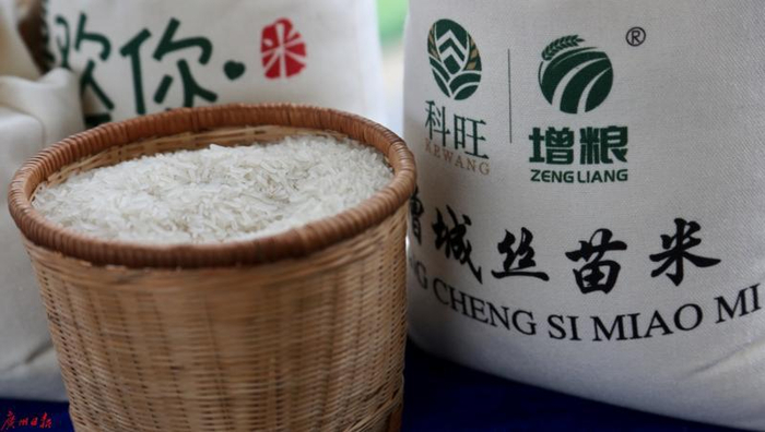 增城丝苗米 （高鹤涛 摄）
