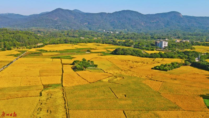 资料图：从化稻田 （苏韵桦 摄）