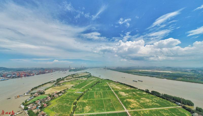 大吉沙“隆平国际现代农业公园”，碧绿的稻田成为一道美丽的风景 （王维宣 摄）