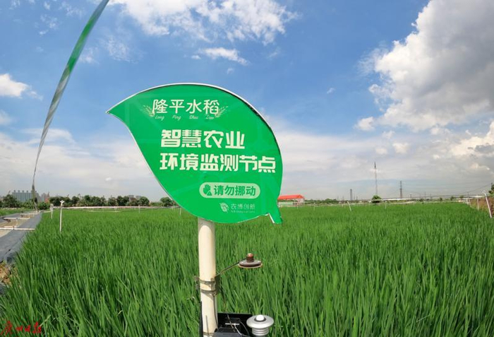 大吉沙岛上的新垦造高标水田 （王维宣 摄）