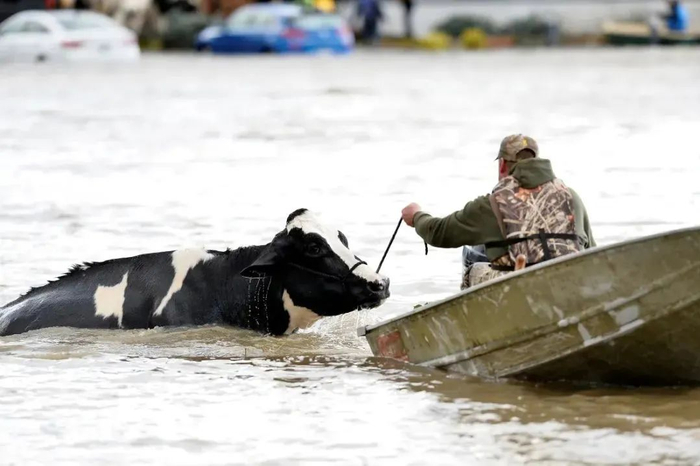 图为志愿者用船救出被洪水围困的牛