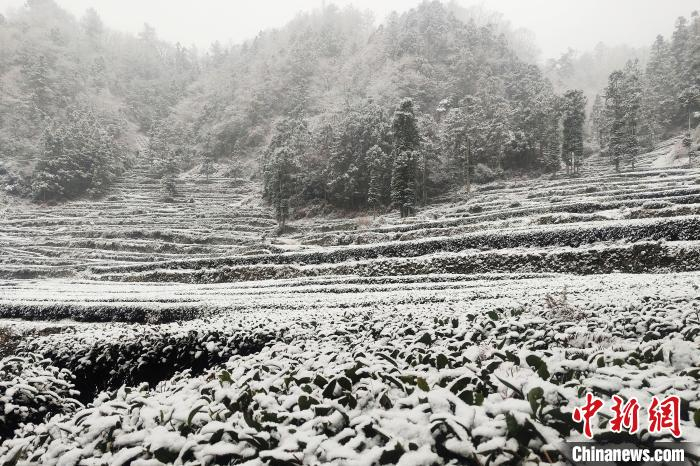 夷陵区樟村坪镇的树木被大雪覆盖 郑剑波 摄