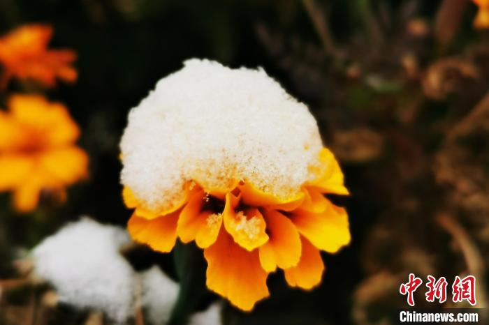 被雪花盖住的花朵显得“美丽冻人” 杨爱萍 摄
