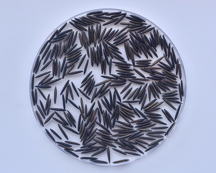 菰的种子。受访者供图