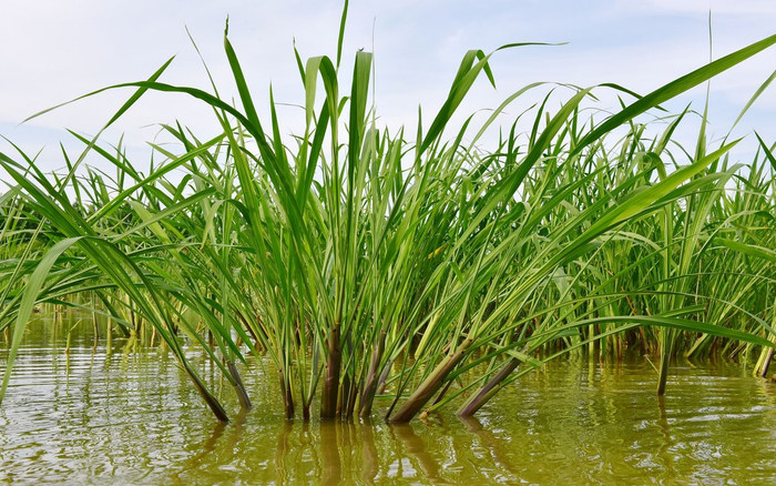 生长在田里的菰。受访者供图
