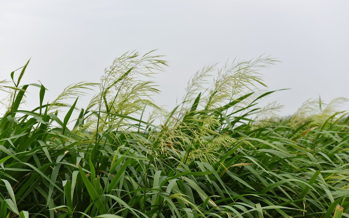 群体状态的菰。受访者供图