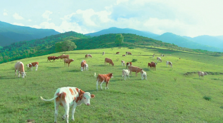 如今，满山遍野的肉牛成为方山县独特的美景。 资料图片