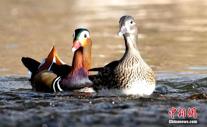 并肩前行的“夫妻”鸳鸯。王庄 摄