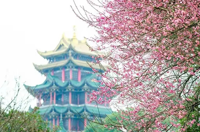 公园主干道上几树粉红的梅花与鸿恩阁入景。冉小军 摄