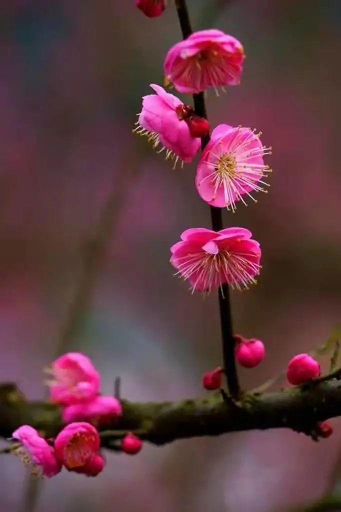 微风拂过，花朵摇曳。中国天气 图