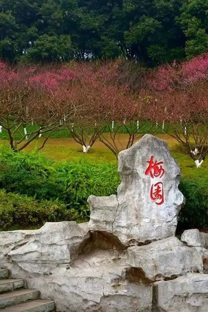 走进梅园，梅花香扑鼻而来，沁人心脾。中国天气 图