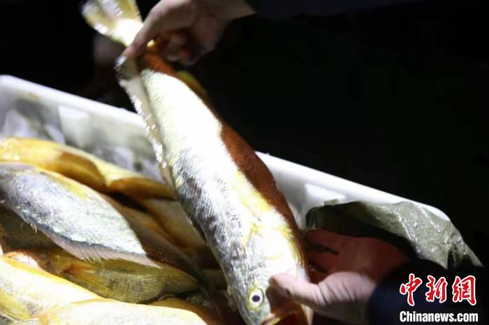 捕获的野生大黄鱼。　石保青供图