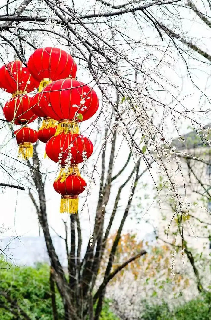在大门入口处，红彤彤的灯笼与白色的梅花相映衬，充满浓浓的年味。冉小军 摄