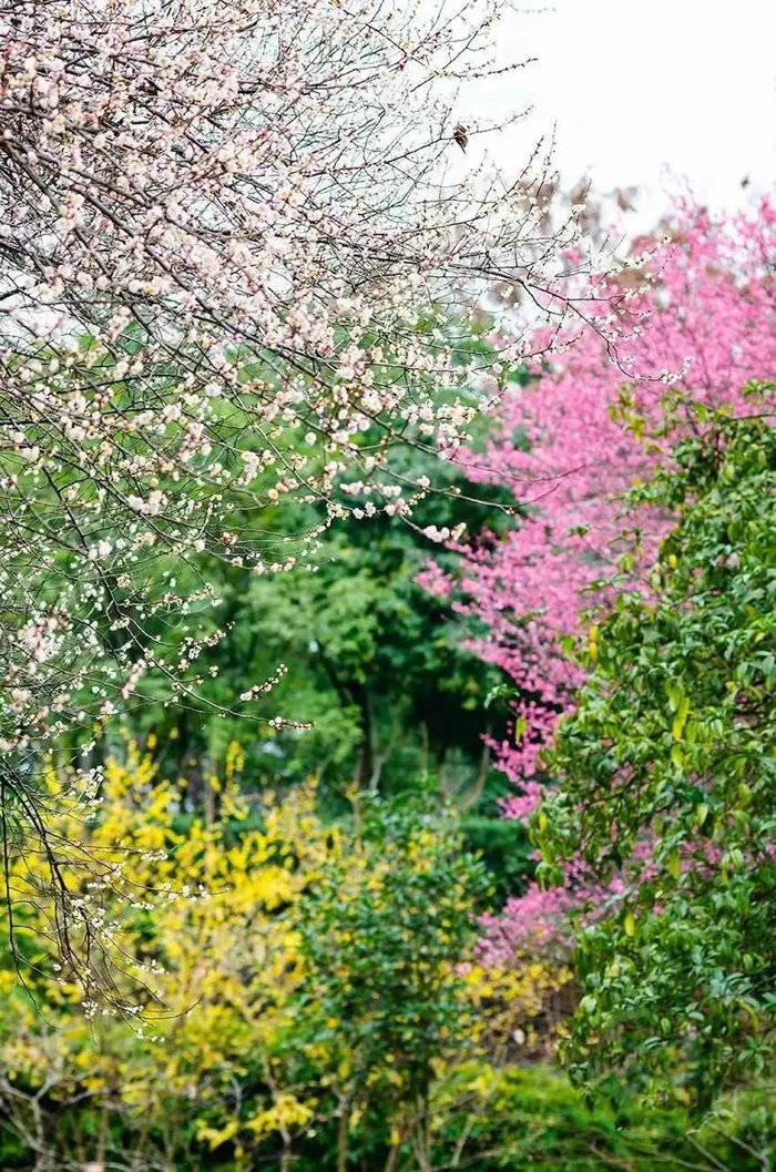 这个时节，红梅、白梅、蜡梅、绿梅各色花朵都在竞相开放。冉小军 摄