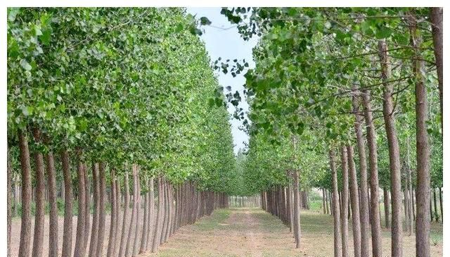 杨树能冻死吗?5个方面看差异,杨树引种需谨慎