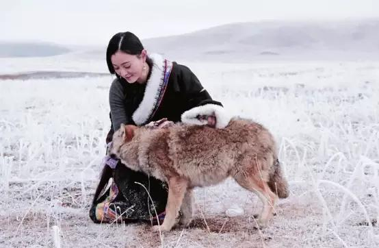 野狼混入羊群被牧民发现,却将羊肉喂狼,狼群感恩,为牧民放羊|狼群|大爷|狼