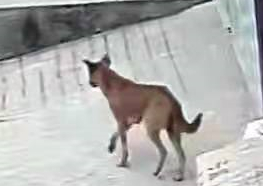▲1月13日，在卢家村街道上徘徊的流浪犬。受访者供图