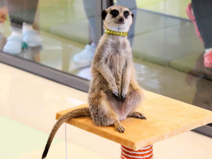 狐蠓也千里迢迢从非洲来到了韩国的咖啡馆中