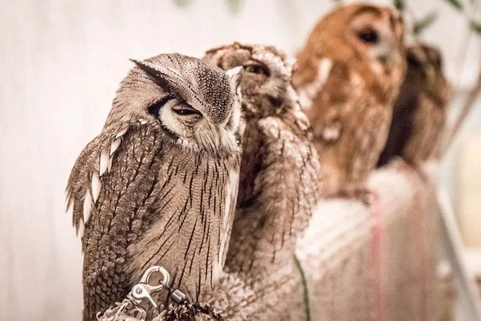 一家宠物咖啡馆中，猫头鹰被一直绑着，无法行动。